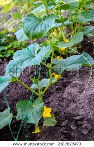 Green cucumber shoots with leaves in farmer greenhouse, young cucumber bushes with flowers and small foetus. Selective focus. Close-up.  Royalty-Free Stock Photo #2389829493