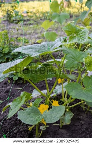 Green cucumber shoots with leaves in farmer greenhouse, young cucumber bushes with flowers and small foetus. Selective focus. Close-up.	 Royalty-Free Stock Photo #2389829495