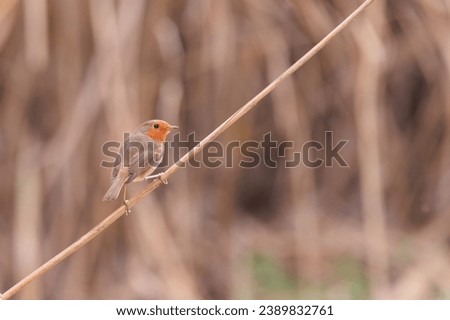 European robin ( Erithacus rubecula) in reed field resting on a perch