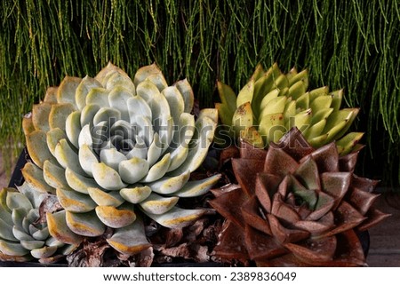 Close up of a teal cactus. Teal cactus leaves. Tidewater green background. Cactus plant pattern wallpaper. Succulent plant patterns. Details of a succulent leaves. Succulent bloom.