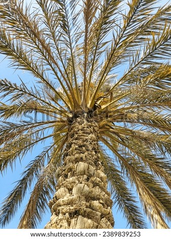 A picture of our vast desert palm tree in a snapshot that suggests it is a flower