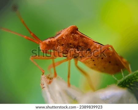 Oebalus pugnax, the rice stink bug, is a flying insect in the shield bug family Pentatomidae native to North America that has become a major agricultural pest in the Southern United States