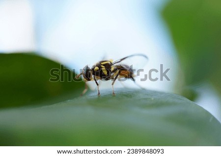yellow colored fruit fly on a leaves 