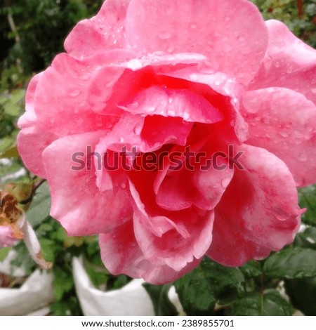 Exif_JPEG_420 A beautiful pink rose flower in the garden