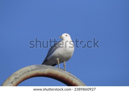 View of a seagull perched on a street light pole