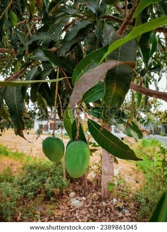 unripe mangoes hanging from the tree