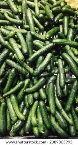 Group Stock Large Size Fresh Cucumbers Photo Image 
