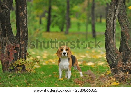 A beagle stands near a tree in an autumn park.