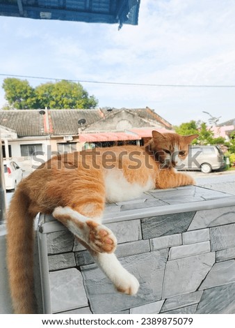 a fat cat name oyen relaxing on rock
