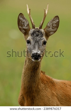 Portrait of young roe deer stag on with blurred background. Capreolus capreolus.