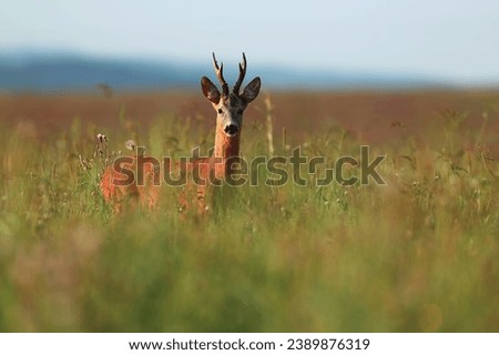 Strong roe buck on summer meadow. Capreolus capreolus. Royalty-Free Stock Photo #2389876319