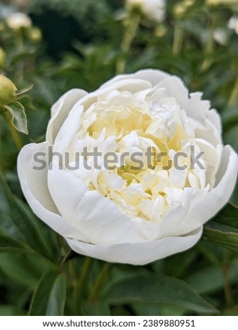 Peony "Duchesse de Nemours", which has a creamy-white color at the stage of dissolution with a slight yellowish-greenish illumination in the depths of the flower, when opened, it becomes snow-white.