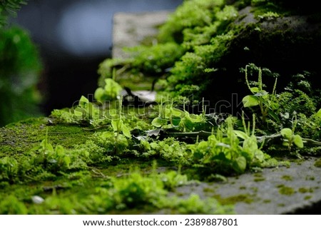 Close-up of lichen and small plants on the cement floor. Royalty-Free Stock Photo #2389887801