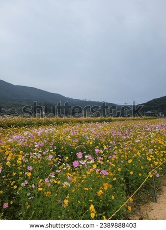 Hadong, Korea, holds a flower festival every year. It contains a beautiful view of flowers that show off their beautiful appearance even on a rainy day