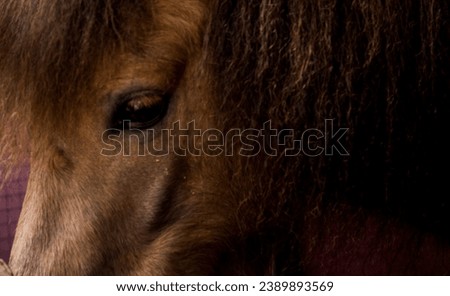 Fine art, low key horse picture Andalusian p.r.e. horse looking over shoulder with an eye that speaks with copy space and a pink background