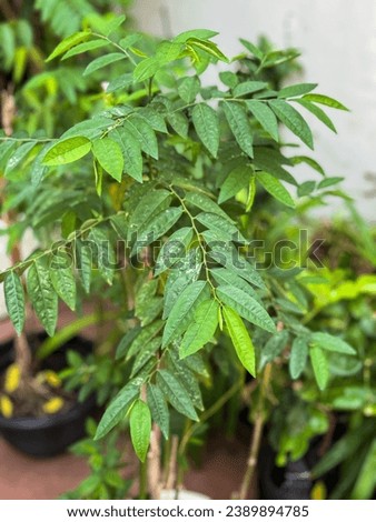 Sauropus androgynus, also known as katuk, star gooseberry, or sweet leaf, is grown in some tropical regions as a leaf vegetable.A good source of vitamin K ,B,C, and provitamin A carotenoids.Isolated. Royalty-Free Stock Photo #2389894785