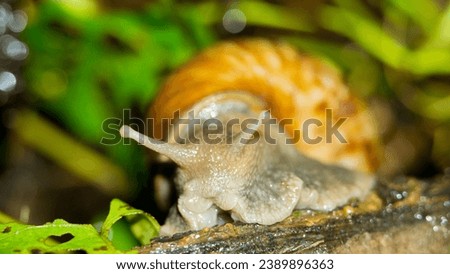 Close up picture of snail after rain