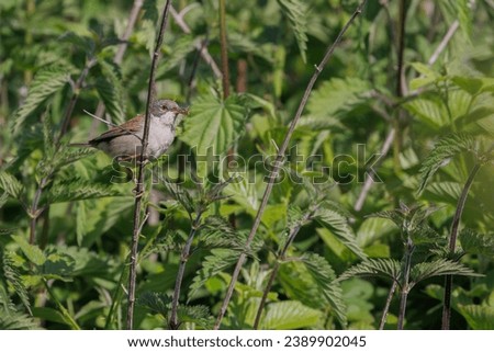 Eurasian reed warbler on reed by stream eating insect in beak
