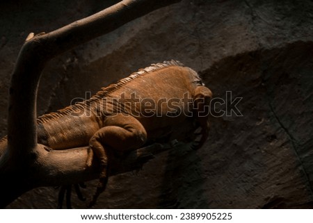portrait of an iguana lying down from behind