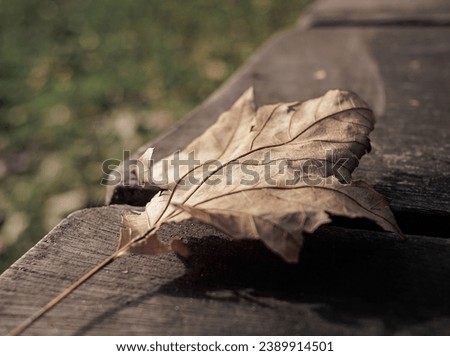 Dry brown leaf of a tree in autumn in a park in Santander, on a table. Photo with a shallow depth of field where the veins of the leaves stand out.