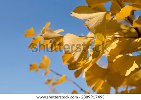 Yellow beautiful leaves of the Ginkgo tree on a background of blue autumn leaves, close up. The medicinal tree Ginkgo is widely used in medicine