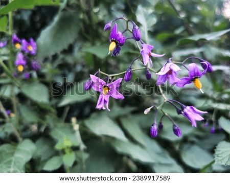 Pinkish purple flower, probably bittersweet aka nightshades (Solanum Dulcamara). As if it symbolizes naturalness, wildness, a naivety that does not contradict this. Royalty-Free Stock Photo #2389917589