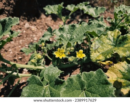 A yellow flower. Yellow is often used to symbolize separation. This flower is probably belonging to an exploding cucumber (Ecballium Elaterium).