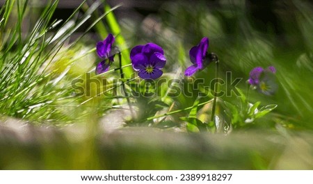 Color macro photo of small purple flowers among the grass with a blurred background on a sunny day. Blurred photo with visible sun flares to enhance the effect.