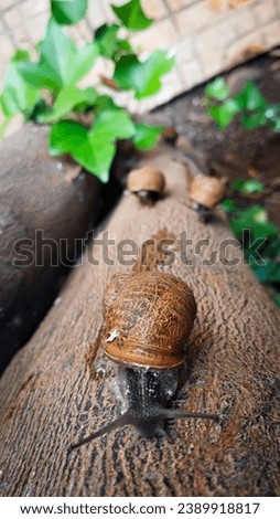 Natural pictures of some insects such as wasps and snails with their young