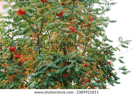 mountain ash crown with red berries on