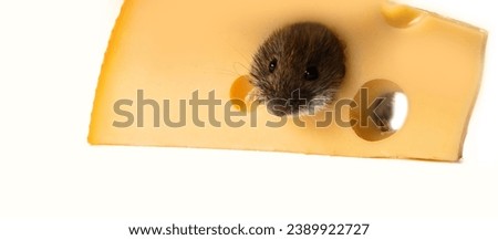 Mouse-like rodents as pests for humans. Mice and voles enter warehouses and households and destroy food products. Vole gnawed hole in cheese, isolated on white background. Cool picture