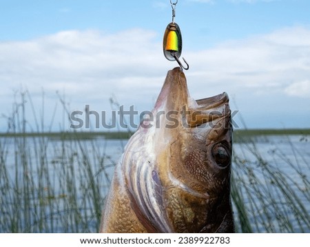 Perch caught on a spinner at sunset. Evening biting. Against the background of great bulrush and blue sky Royalty-Free Stock Photo #2389922783