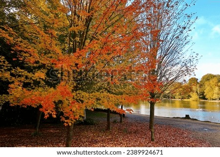               Black Park country park, Buckinghamshire, England. A view of trees showing their autumn colours with the lake on the background.                  Royalty-Free Stock Photo #2389924671