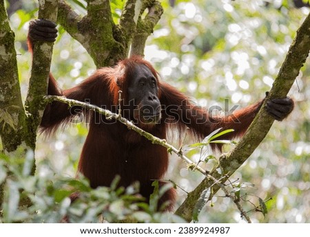 close-up of an adult orangutan moving peacefully through the jungle. Photograph taken in Danum Valley, Borneo.
