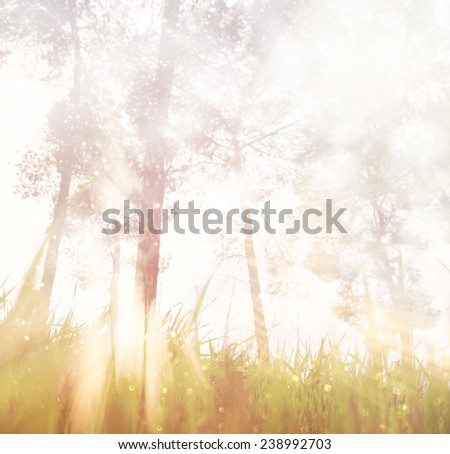 abstract photo of light burst among trees and glitter bokeh . image is blurred and filtered . 