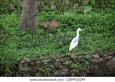 Nesting Egrets in a grass background Royalty-Free Stock Photo #2389933299