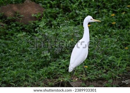Nesting Egrets in a grass background Royalty-Free Stock Photo #2389933301