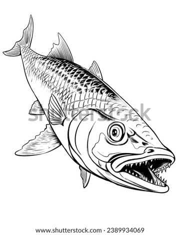 Barracuda. Predatory fish Isolated drawing for coloring in. Closeup drawing.