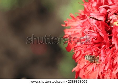A bee sticks its head into a red fluffy poppy flower and collects pollen there