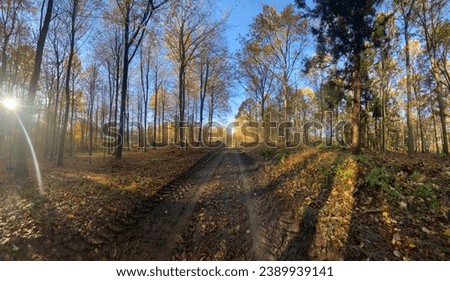 Beautiful off road pathway surround by trees on autumn season in Denmark forest
