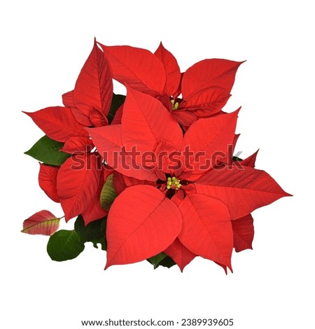 Red Poinsettia flower isolated on white background, top view Royalty-Free Stock Photo #2389939605
