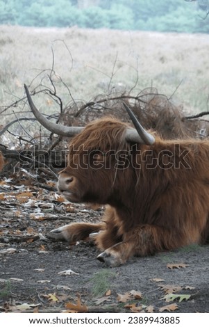 Lying Scottish highlander looks ahead. Viewed diagonally from the side.