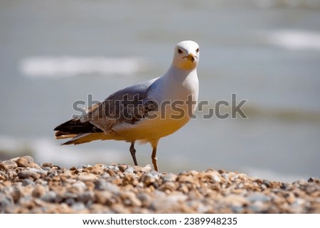Closeup of seagull on the beach. Extreme bokeh shown in this photo.