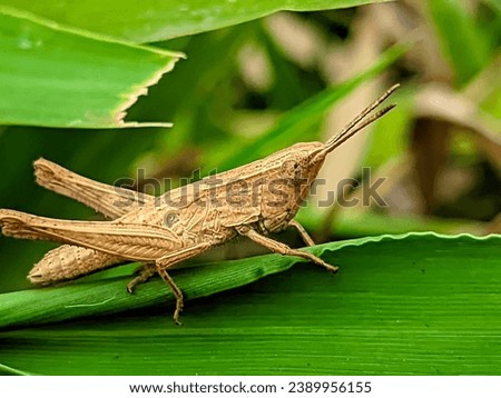 photos of grasshoppers are very rare to find