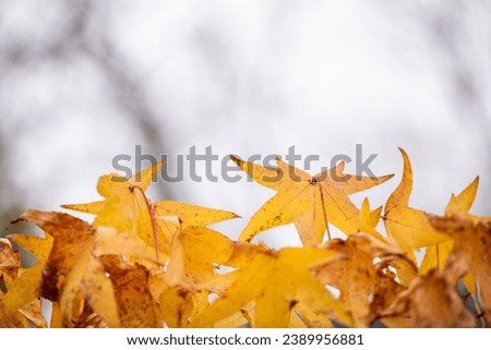 Autumn background with maple leaves, 
Beautiful autumn scene with orange leaves and blurred brown branches, great design for social media, seasonal quotes. Vintage fall wallpaper. Natural garden lands