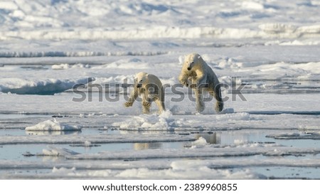 Female Polar bear and cub (Ursus maritimus) on ice, Svalbard, Norway Royalty-Free Stock Photo #2389960855