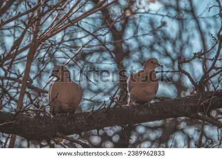 two doves on the tree in nature