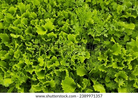 Salad leaves growing, top view. Background from lettuce leaves plant for publication, design, poster, calendar, post, screensaver, wallpaper, postcard, banner, cover, website. High quality photography
