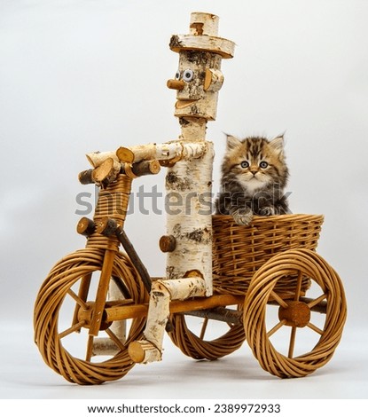 Siberian kitten travels on a tricycle
