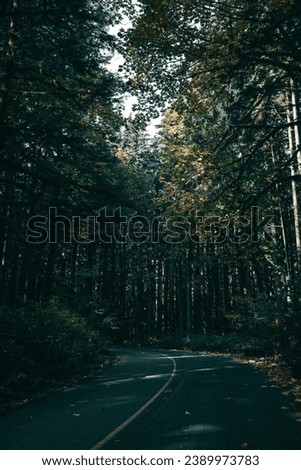 Subtle road in Golden Ears National Park